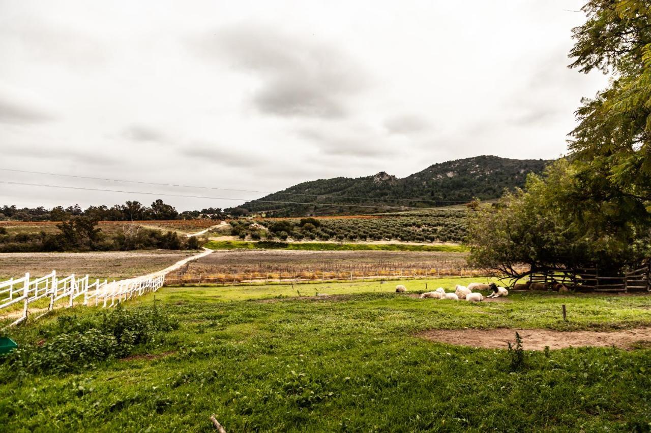 Ayama Wine Farm - Manor House Bed and Breakfast Wellington Exteriör bild
